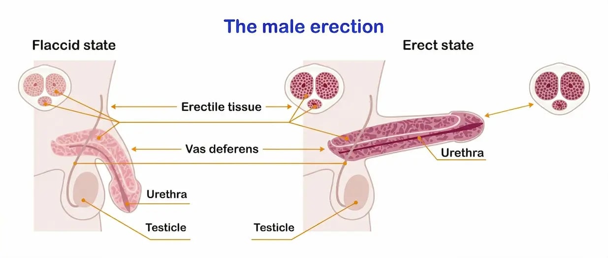 Penis anatomy diagram: flaccid vs erect states