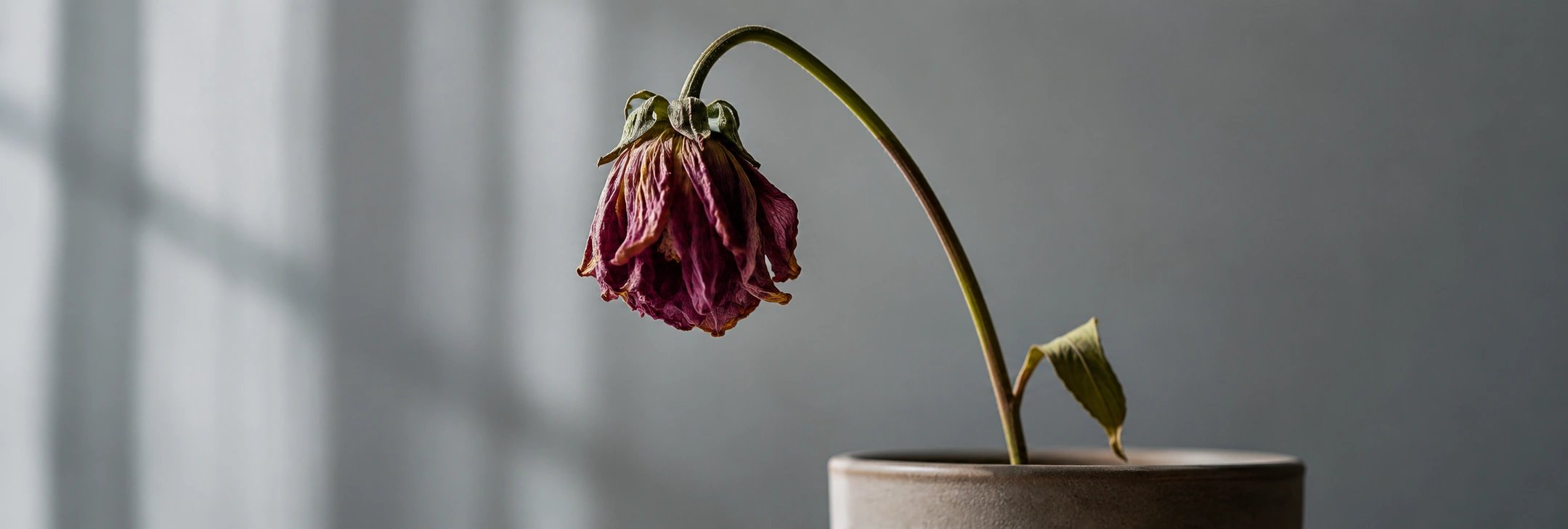 Flor murcha em vaso perto de uma janela