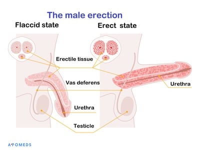 Anatomy of erection