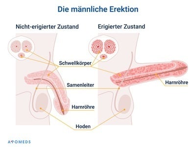 Physiologischer Prozess der männlichen Erektion