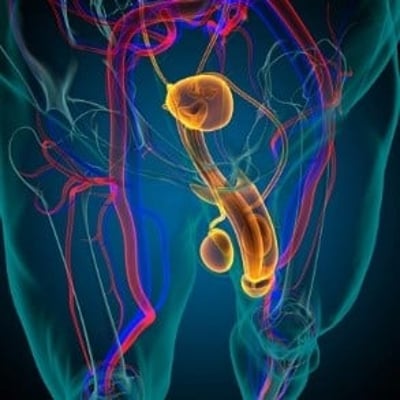 Imagem da circulação sanguínea na zona genital