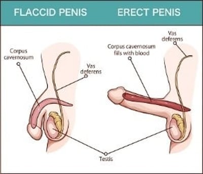  A ereção depende do fluxo sanguíneo para o tecido erétil