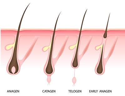Phasen des Haarwachstums