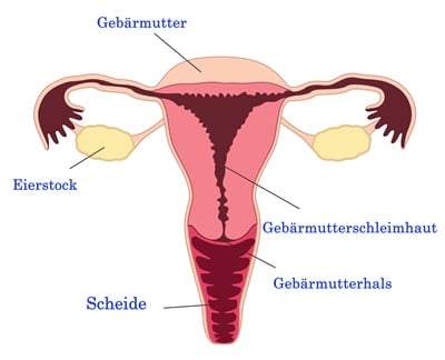 Weibliches Fortpflanzungssystem