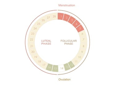  Menstruationszyklus-Diagramm