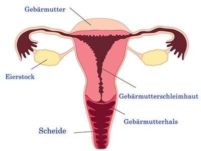 Eine Darstellung der weiblichen Fortpflanzungsorgane