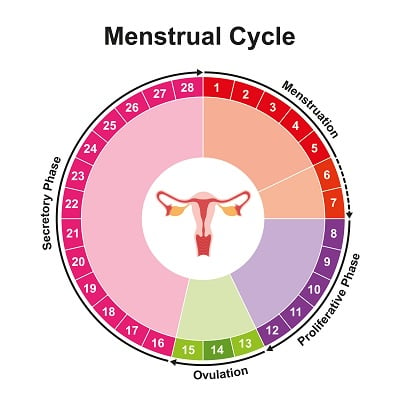 Vektor-Illustration von Menstruationszyklus-Diagramm